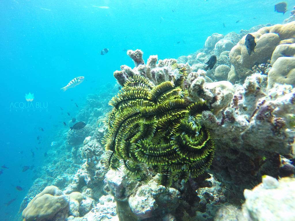 Отель Acqua Blu Rasdhoo Экстерьер фото
