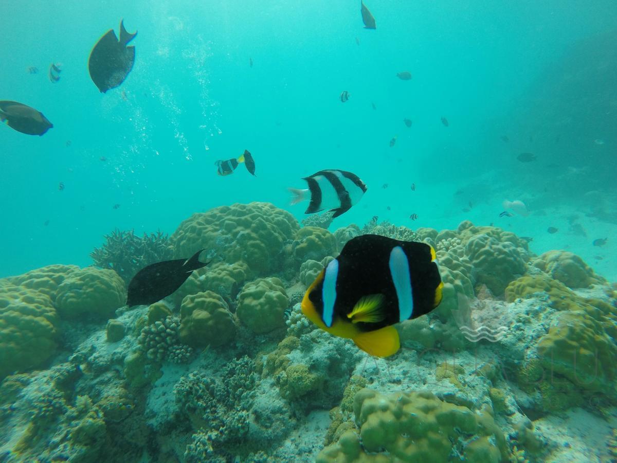 Отель Acqua Blu Rasdhoo Экстерьер фото