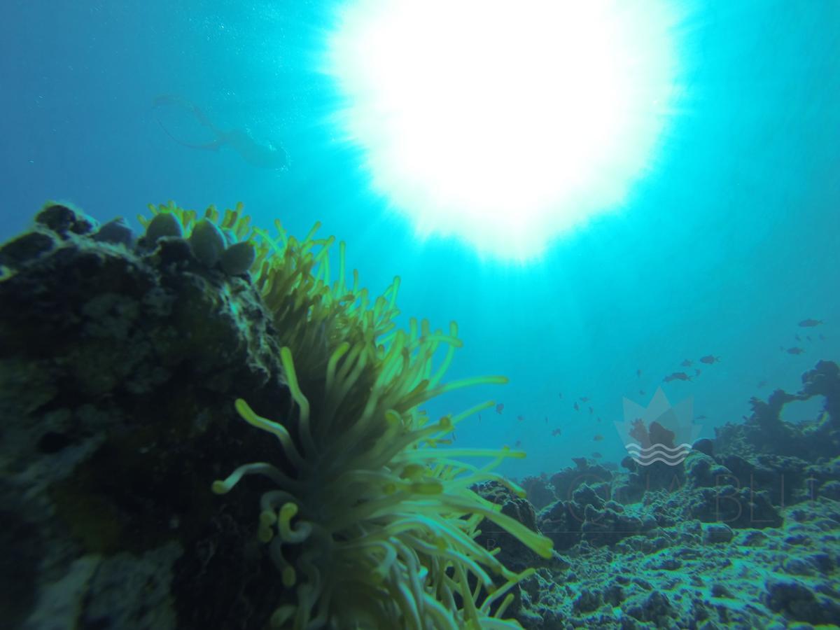 Отель Acqua Blu Rasdhoo Экстерьер фото