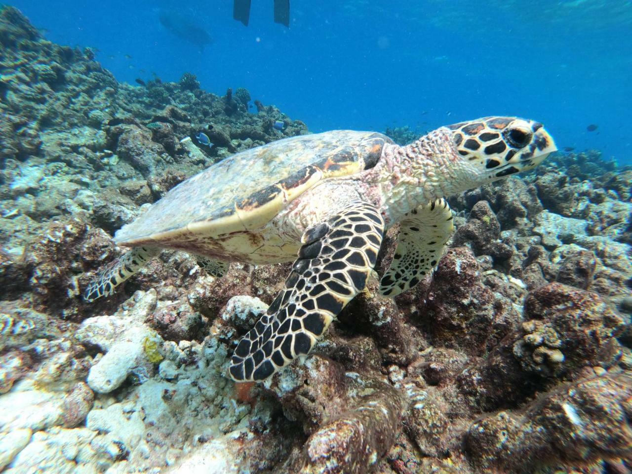 Отель Acqua Blu Rasdhoo Экстерьер фото